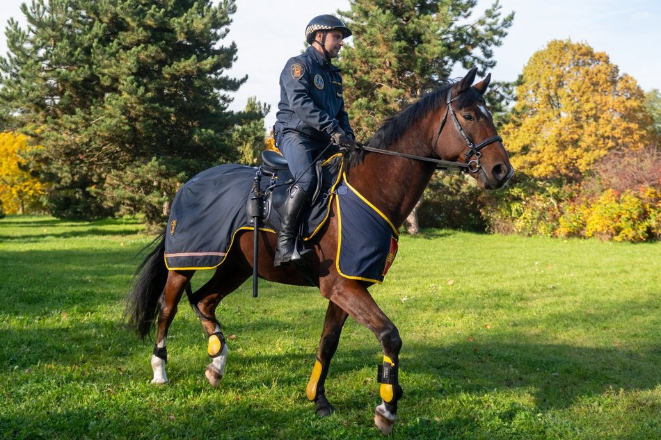 Straż Miejska w Łodzi ma nowego konia