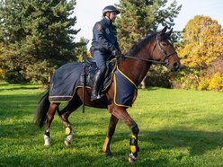 Straż Miejska w Łodzi ma nowego konia