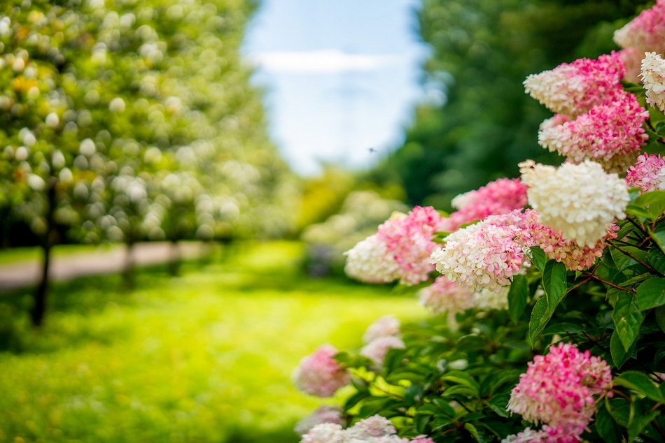 Łódź. Hortensje opanowały Ogród Botaniczny w Łodzi! To prawdziwa feeria barw