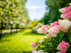 Łódź. Hortensje opanowały Ogród Botaniczny w Łodzi! To prawdziwa feeria barw