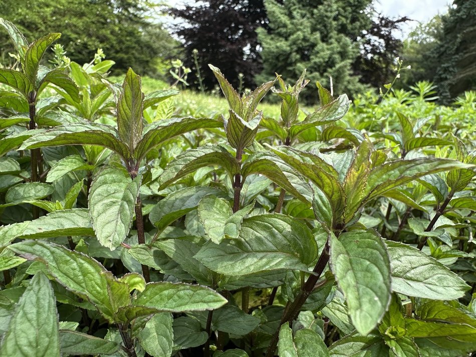 Łódź. Jak dbać o zioła w ogrodzie? Wyjątkowe warsztaty w Ogrodzie Botanicznym w Łodzi
