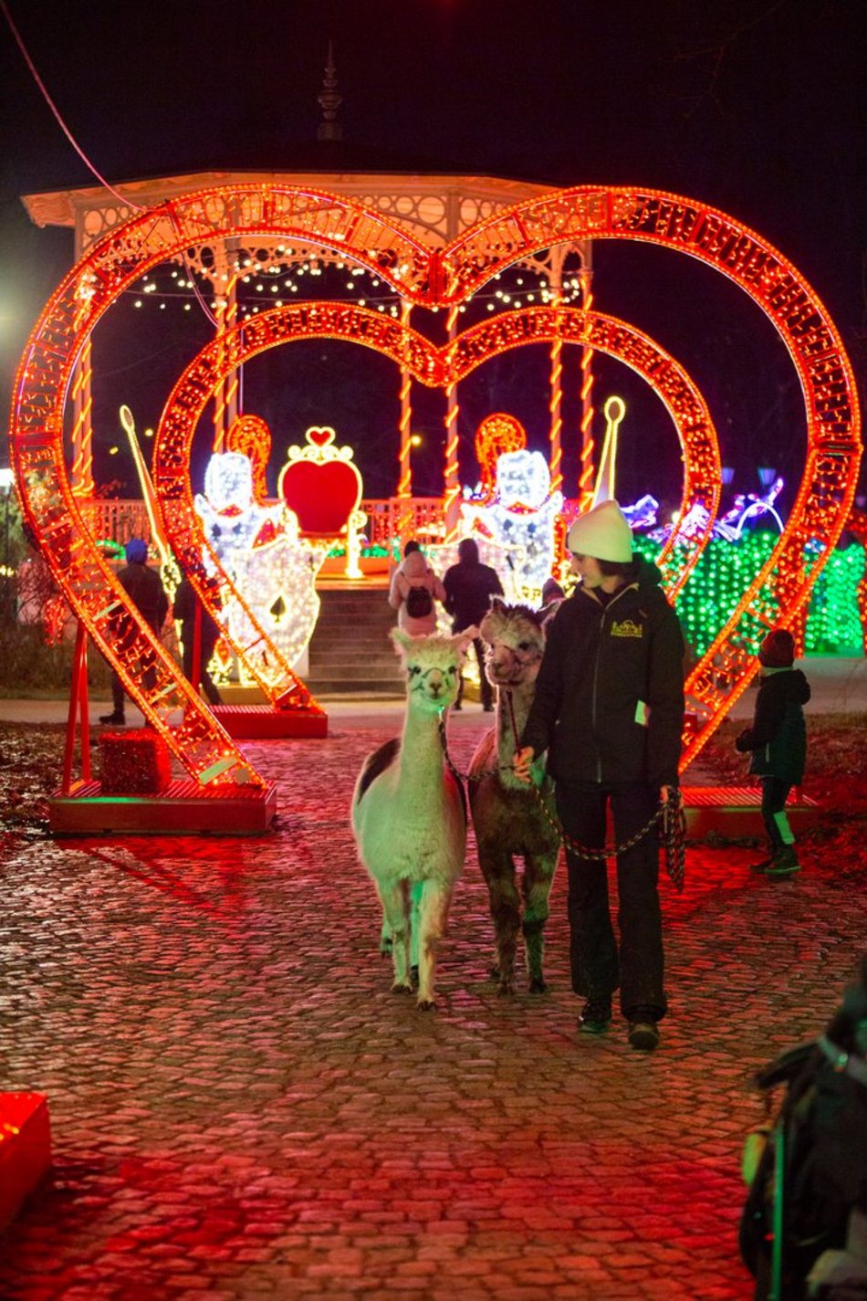 park miliona swiatel, alpaki