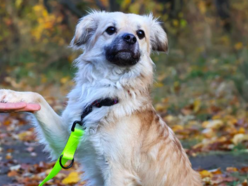 Amik to strachliwy słodziak. Obok tego pyszczka ze schroniska w Łodzi nie przejdziesz obojętnie
