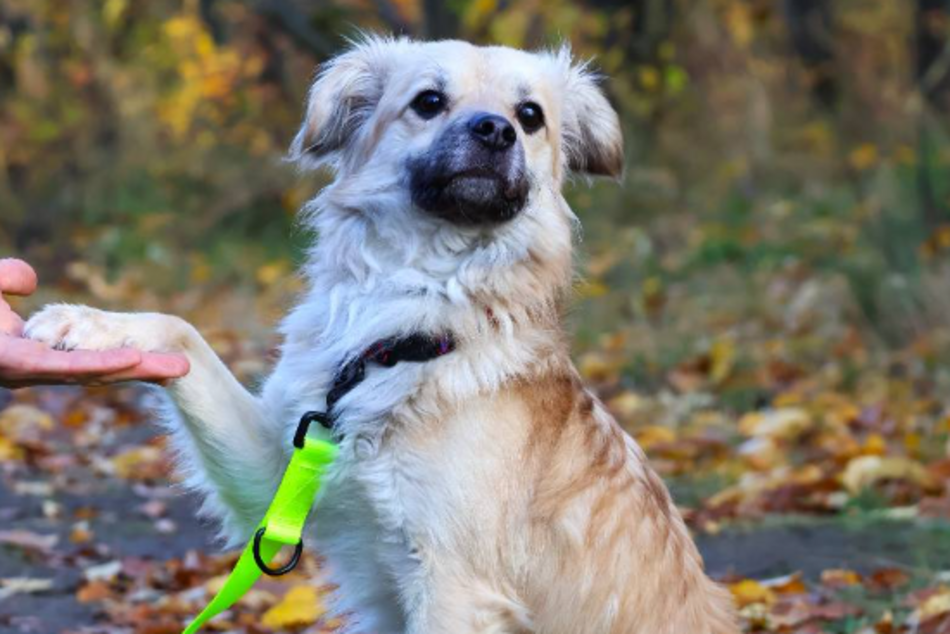 Amik to strachliwy słodziak. Obok tego pyszczka ze schroniska w Łodzi nie przejdziesz obojętnie