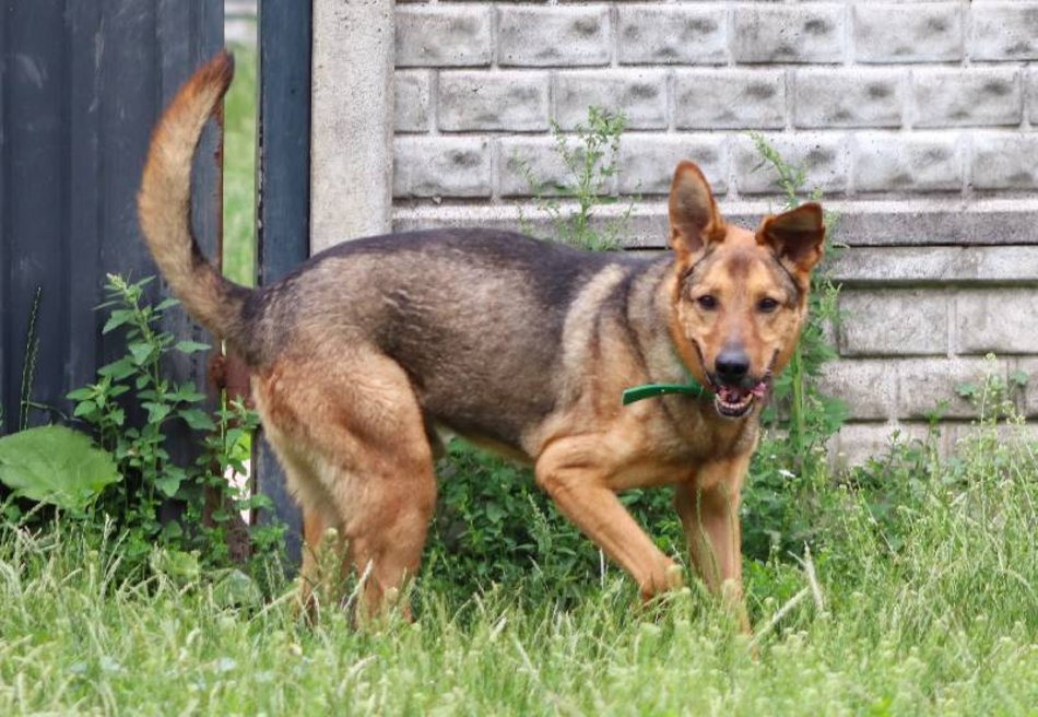 Łódź. Pies Niko ze schroniska w Łodzi
