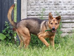 Łódź. Pies Niko ze schroniska w Łodzi