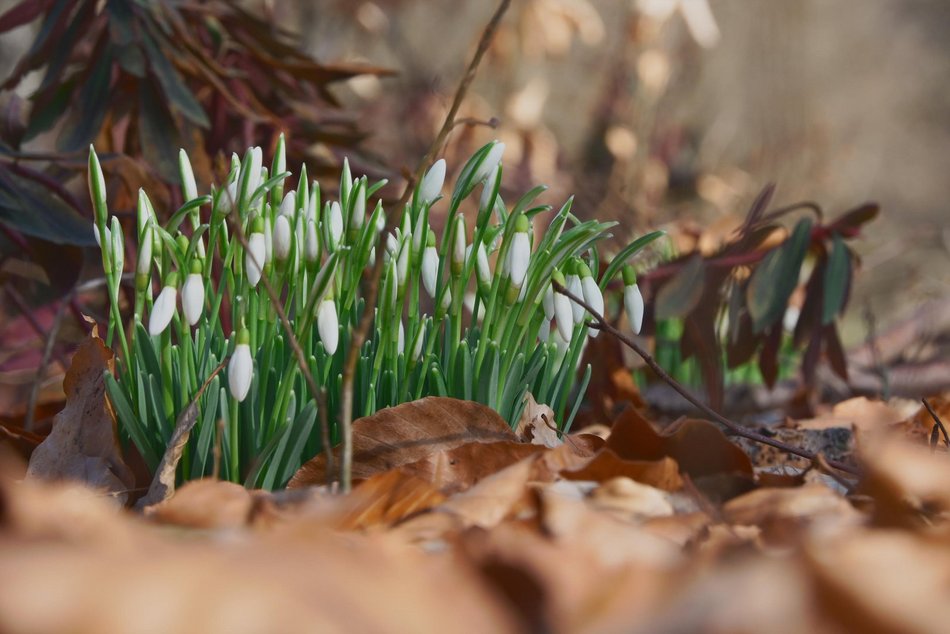 Łódź. Ogród Botaniczny w Łodzi