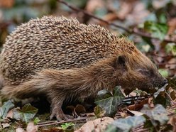 Łódź. Wiosenne przebudzenie jeży w Łodzi. Jak pomóc zwierzętom wracającym do życia po zimie?
