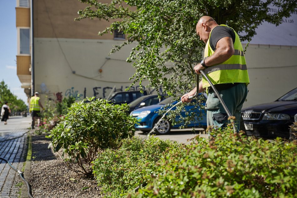 Łódź. Walka z suszą w Łodzi. Miasto intensywnie podlewa młodą zieleń