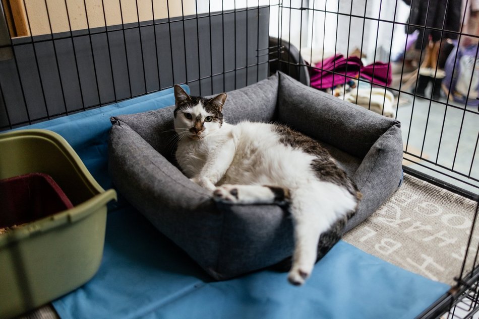 Łódź. Kocie walentynki w schronisku w Łodzi. Zobacz zdjęcia ze spotkania adopcyjnego
