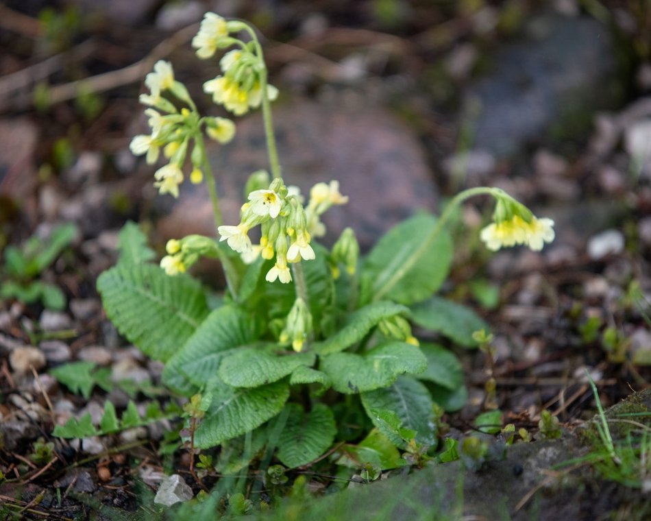 Ogród Botaniczny w Łodzi