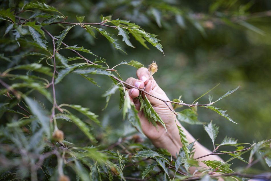 Warsztaty w Ogrodzie Botanicznym w Łodzi