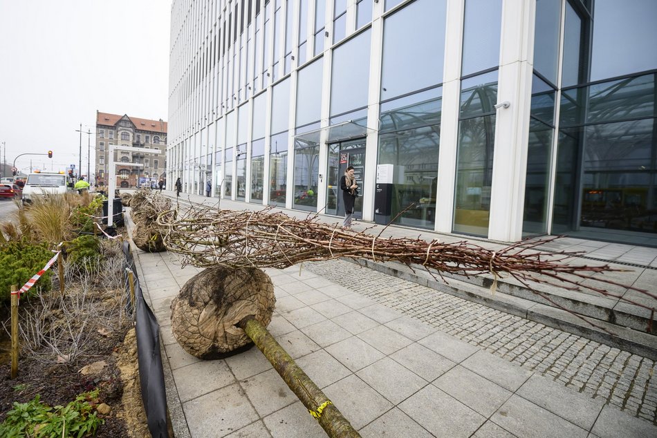 Wiśnie kanzan przy hotelu Hilton w Łodzi