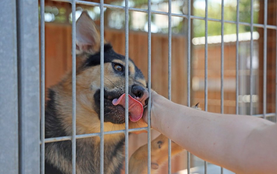 Schronisko w Łodzi. Mnóstwo zwierząt czeka na na nowy dom!