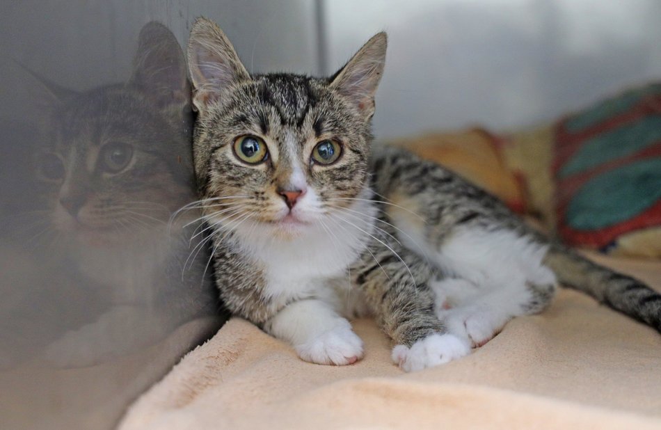 Schronisko w Łodzi. Mnóstwo zwierząt czeka na na nowy dom!