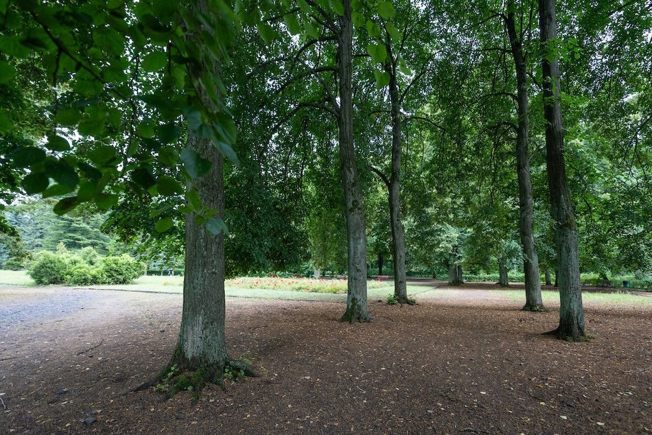 Łódź. Lipowa aleja w parku na Zdrowiu. Zielone serce Łodzi