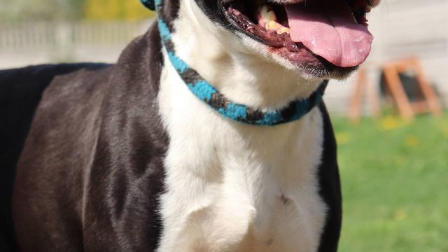 Lulu ze schroniska w Łodzi marzy o nowej rodzinie. Może czeka właśnie na Ciebie?