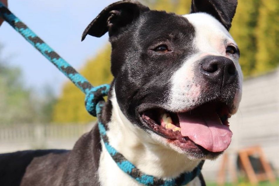 Łódź. Lulu ze schroniska w Łodzi marzy o nowej rodzinie