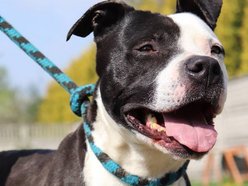 Łódź. Lulu ze schroniska w Łodzi marzy o nowej rodzinie