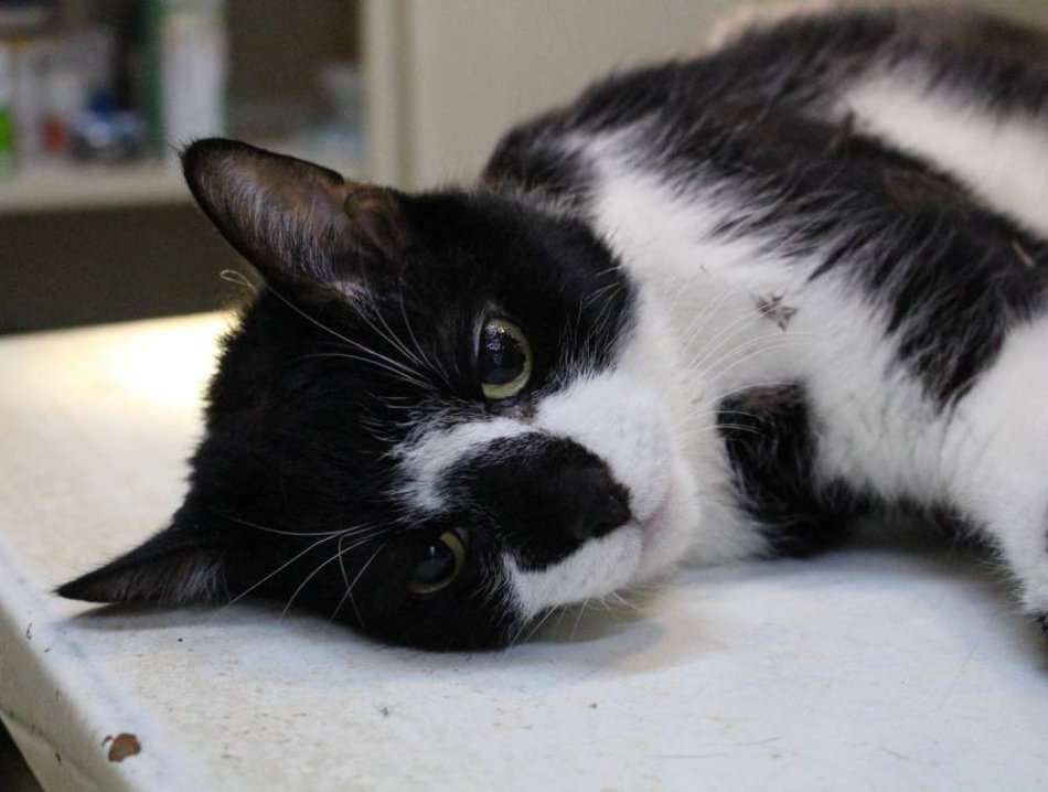 zwierzę ze schroniska