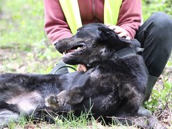 Uchyl serca Edkowi ze schroniska w Łodzi. Doskwiera mu samotność