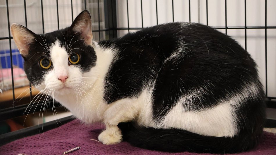 Łódź. Oreo ze schroniska w Łodzi