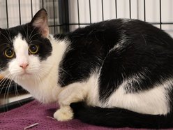 Łódź. Oreo ze schroniska w Łodzi