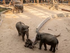 Słonie z Orientarium Zoo Łódź