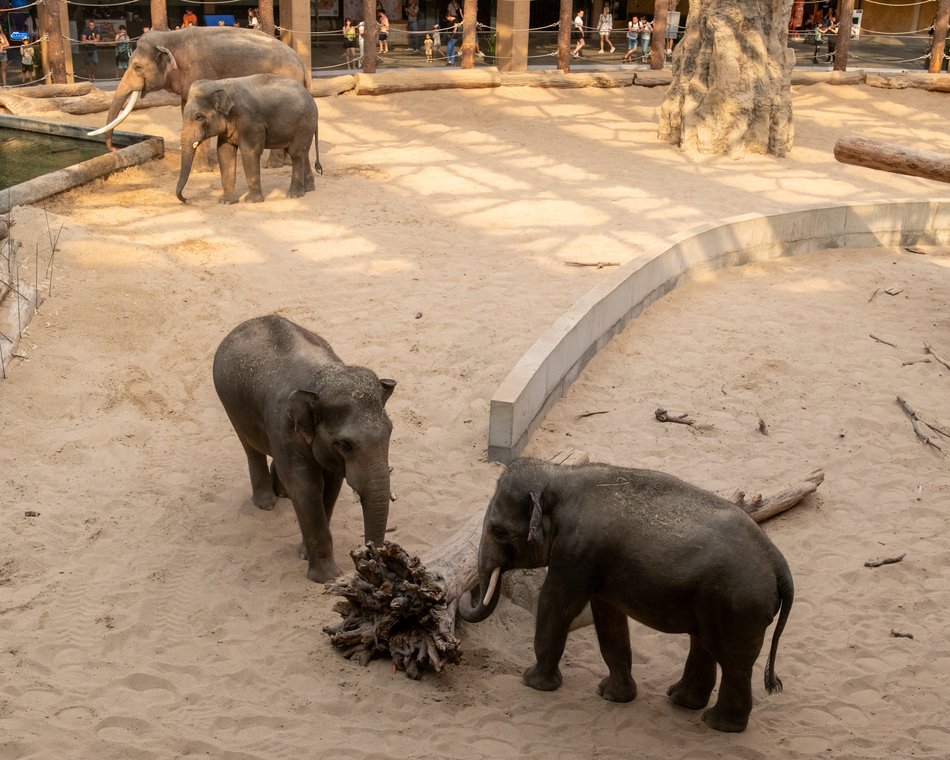 Słonie z Orientarium Zoo Łódź