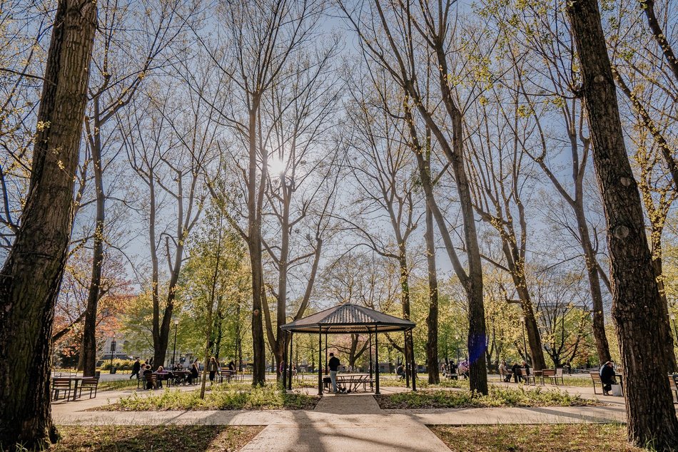 Park Staromiejski w Łodzi - wiosna, zieleń
