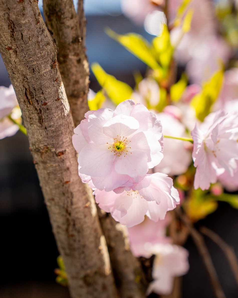 Łódź. Najpiękniejszy skwer? Kiedyś zaniedbany trawnik, dzisiaj kwitnący ogród