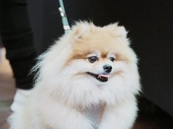 Łódź. Psi Targ w Manufakturze