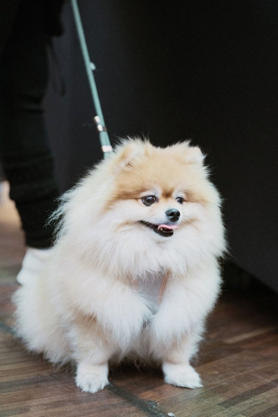 Łódź. Psi Targ w Manufakturze