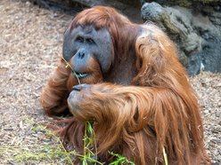 Łódź. Orangutan z Orientarium Zoo Łódź