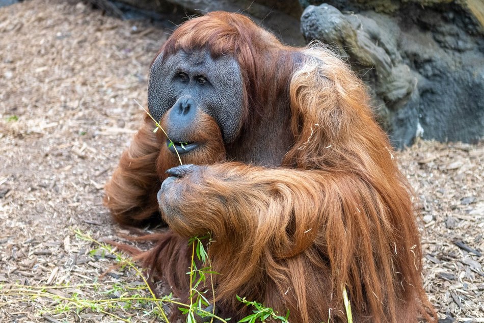 Łódź. Orangutan z Orientarium Zoo Łódź