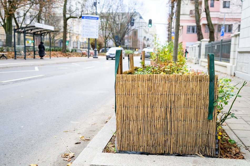 Łódź. Łódź chroni zieleń przed zimą! Pojawiły się już pierwsze osłony na rośliny