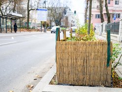 Łódź. Łódź chroni zieleń przed zimą! Pojawiły się już pierwsze osłony na rośliny