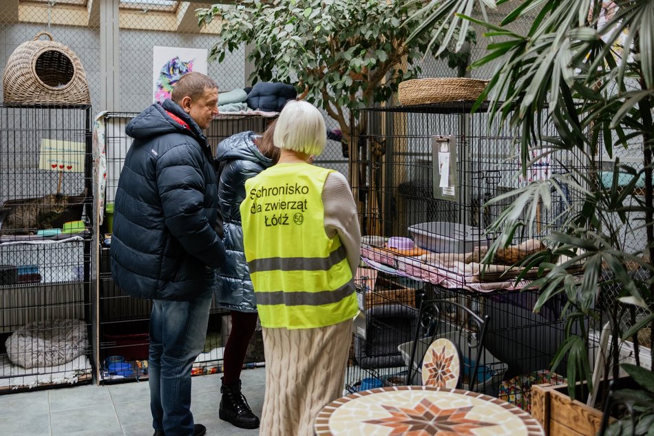Łódź. Kocie walentynki w schronisku w Łodzi. Zobacz zdjęcia ze spotkania adopcyjnego