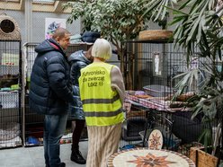 Łódź. Kocie walentynki w schronisku w Łodzi. Zobacz zdjęcia ze spotkania adopcyjnego
