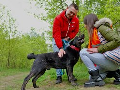 Łódź. Psy ze schroniska w Łodzi na spacerze z Łodzianami! Akcja "WYBIEGAJsŁODZIAKA" ma moc!