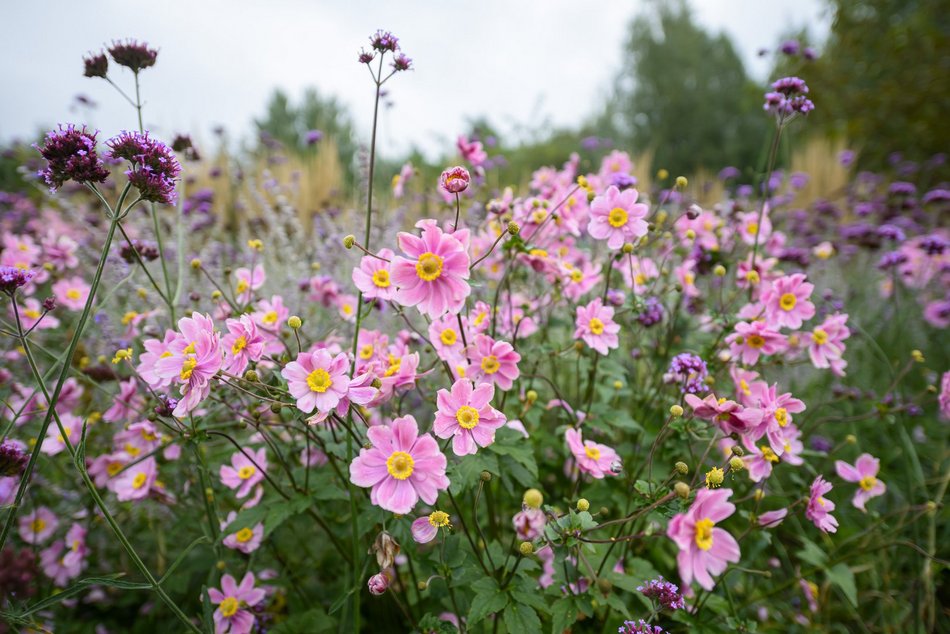 Odkryj nowy plac zabaw na Złotnie w Łodzi. Powstał w stylu naturalnych bawialni