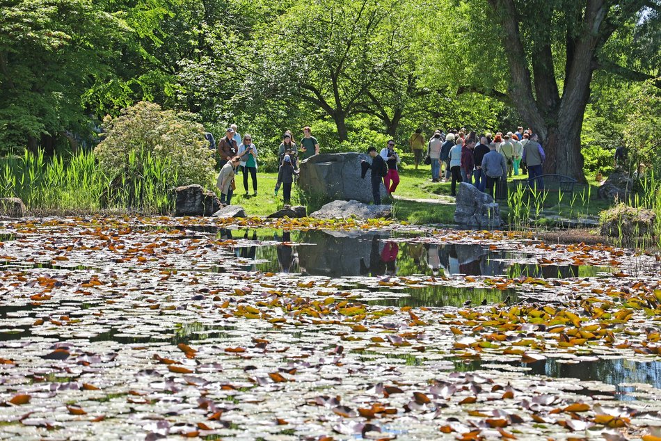 Ogród Botaniczny w Łodzi. Kwitnące rośliny