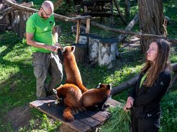 Dzień pandy małej w Orientarium Zoo Łódź