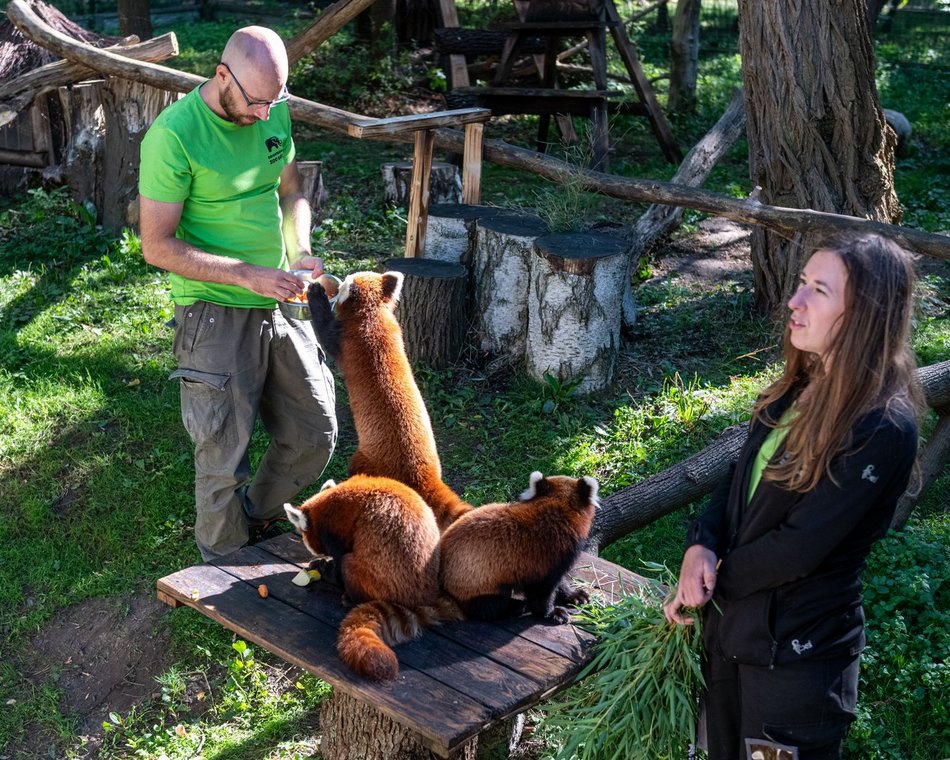 Dzień pandy małej w Orientarium Zoo Łódź