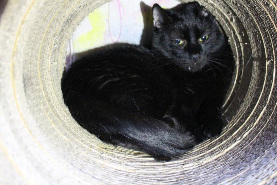 Łódź. Adoptuj odpowiedzialnie! Pomóż kociakom ze schroniska w Łodzi znaleźć nowe domy