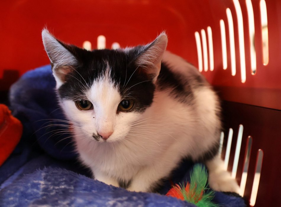 Kocia piękność do adopcji. Noko czeka na nowy dom w schronisku w Łodzi