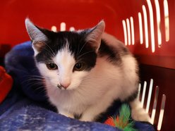 Kocia piękność do adopcji. Noko czeka na nowy dom w schronisku w Łodzi