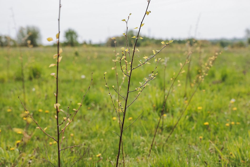 Łódź. Z 15 tysięcy małych sadzonek powstanie prawdziwy gaj!