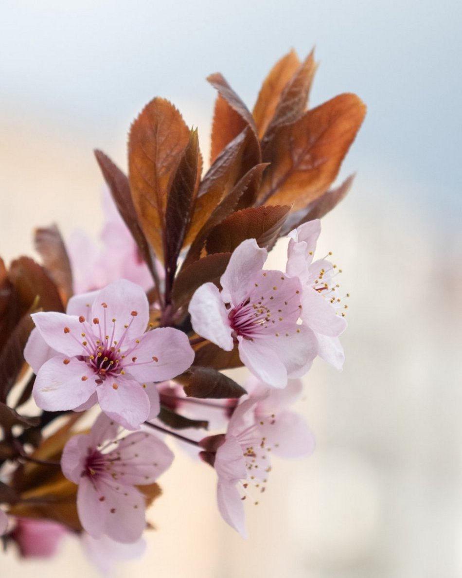 Setki nowych drzew i morze kwiatów w Łodzi. Na których osiedlach pojawią się nasadzenia?