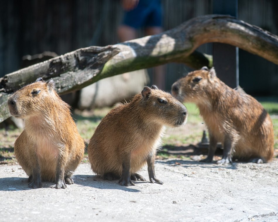 Dzień Kapibary w Orientarium Zoo Łódź